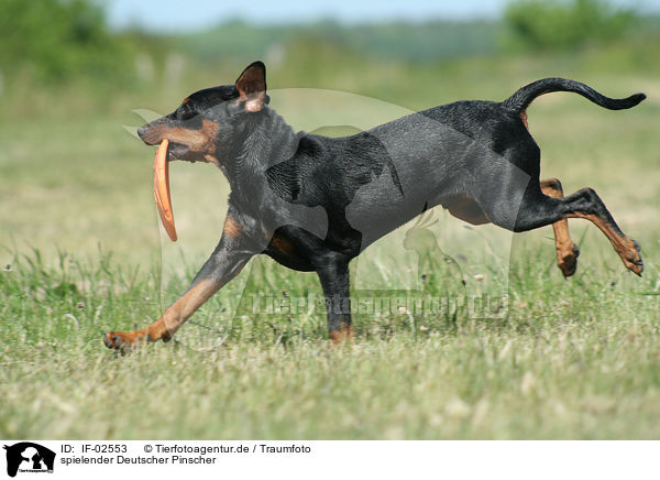 spielender Deutscher Pinscher / IF-02553