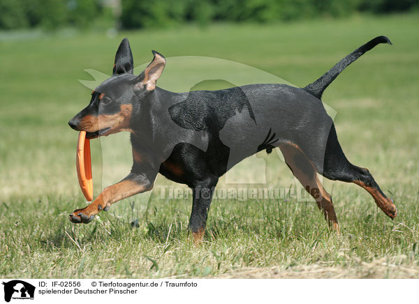 spielender Deutscher Pinscher / IF-02556