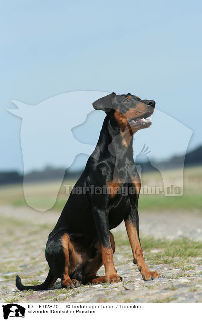 sitzender Deutscher Pinscher / sitting German Pinscher / IF-02870