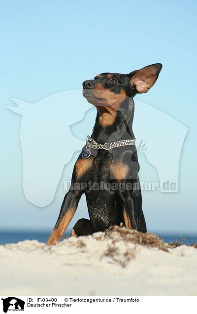 Deutscher Pinscher / German Pinscher / IF-03400