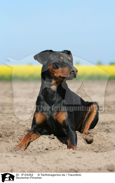 Deutscher Pinscher / German Pinscher / IF-04262