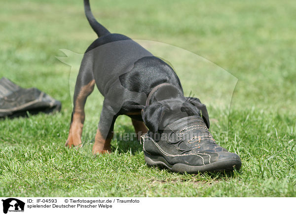 spielender Deutscher Pinscher Welpe / IF-04593