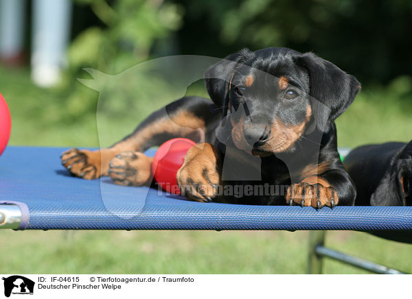 Deutscher Pinscher Welpe / German Pinscher puppy / IF-04615