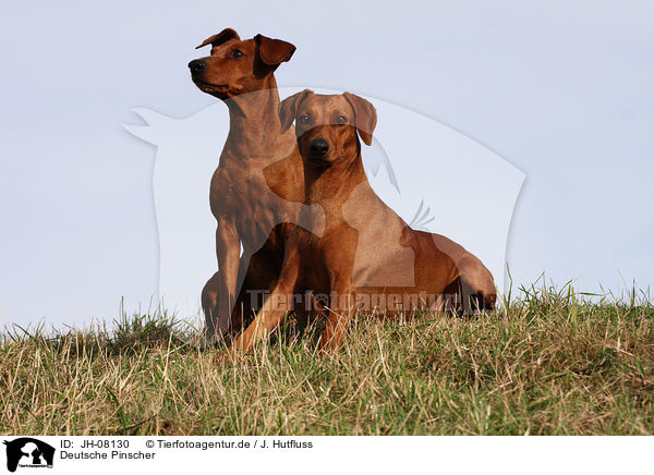 Deutsche Pinscher / JH-08130