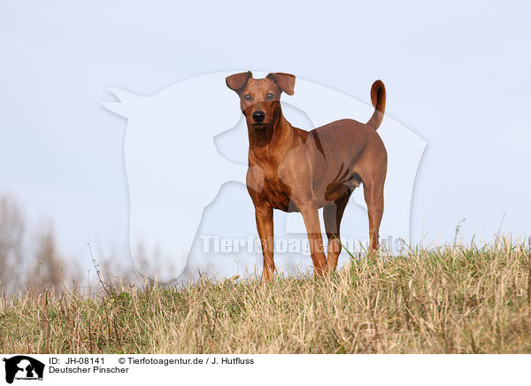 Deutscher Pinscher / German Pinscher / JH-08141