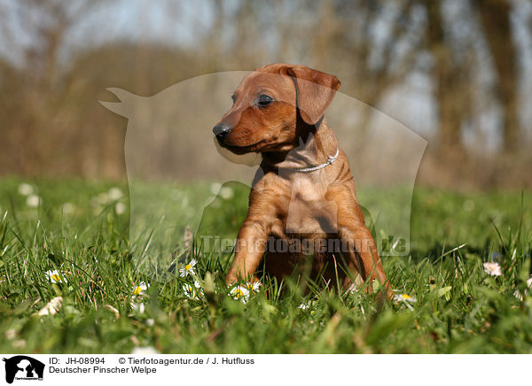 Deutscher Pinscher Welpe / JH-08994