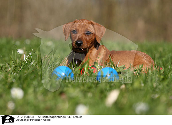 Deutscher Pinscher Welpe / German Pinscher Puppy / JH-08998