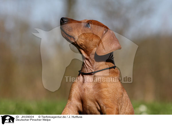 Deutscher Pinscher Welpe / German Pinscher Puppy / JH-09004