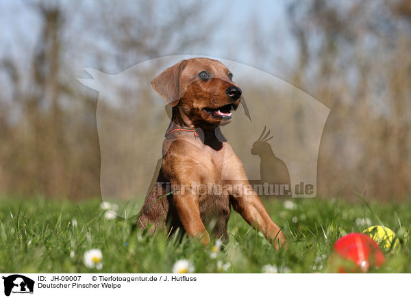 Deutscher Pinscher Welpe / JH-09007