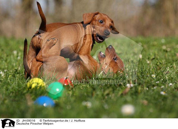 Deutsche Pinscher Welpen / German Pinscher Puppies / JH-09016