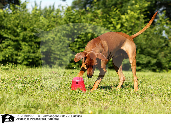 Deutscher Pinscher mit Futterball / German Pinscher / JH-09487