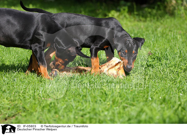Deutscher Pinscher Welpen / German Pinscher Puppies / IF-05803