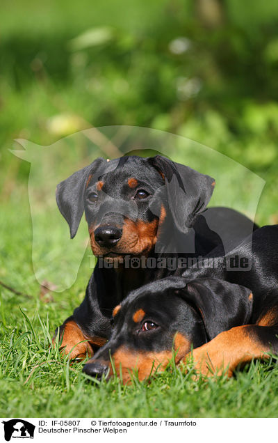 Deutscher Pinscher Welpen / German Pinscher Puppies / IF-05807