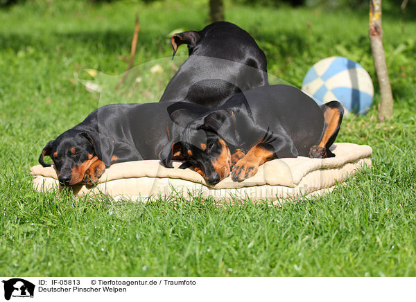 Deutscher Pinscher Welpen / German Pinscher Puppies / IF-05813
