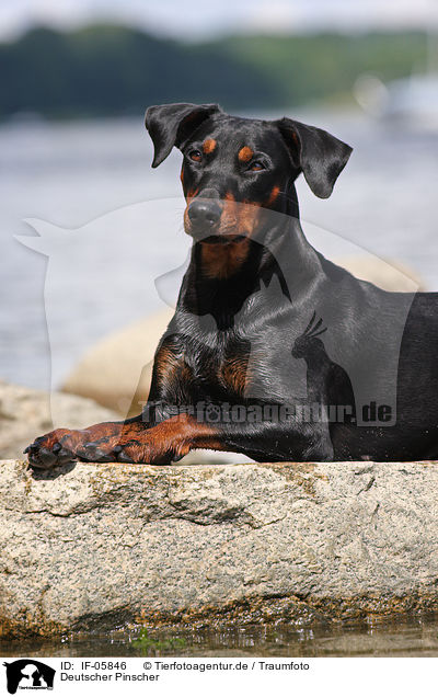 Deutscher Pinscher / german pinscher / IF-05846