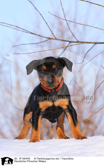 Deutscher Pinscher Welpe / German pinscher puppy / IF-06459