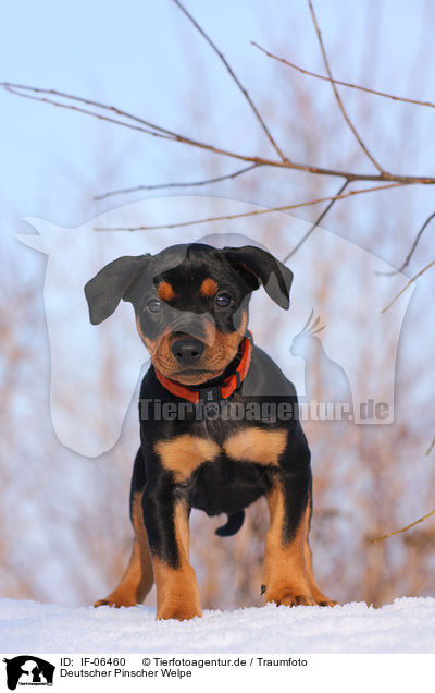 Deutscher Pinscher Welpe / German pinscher puppy / IF-06460