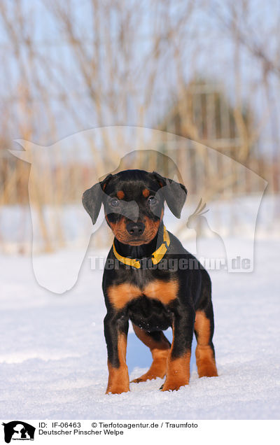 Deutscher Pinscher Welpe / German pinscher puppy / IF-06463