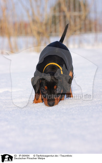 Deutscher Pinscher Welpe / German pinscher puppy / IF-06464