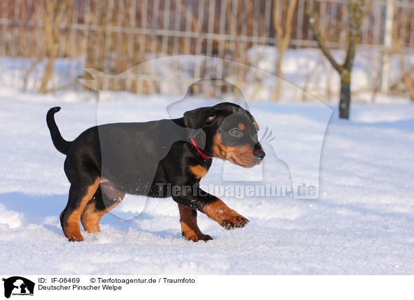 Deutscher Pinscher Welpe / German pinscher puppy / IF-06469