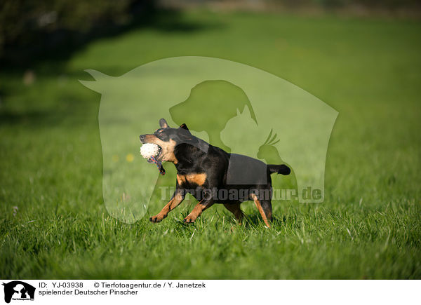 spielender Deutscher Pinscher / playing German Pinscher / YJ-03938