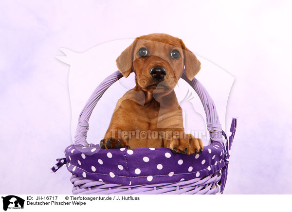 Deutscher Pinscher Welpe / German Pinscher Puppy / JH-16717