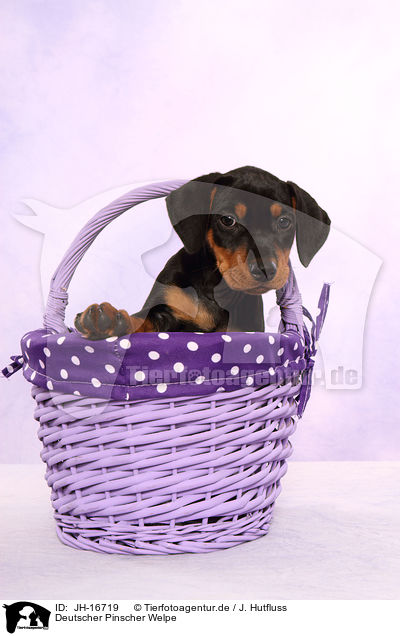 Deutscher Pinscher Welpe / German Pinscher Puppy / JH-16719