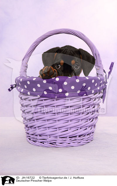 Deutscher Pinscher Welpe / German Pinscher Puppy / JH-16722
