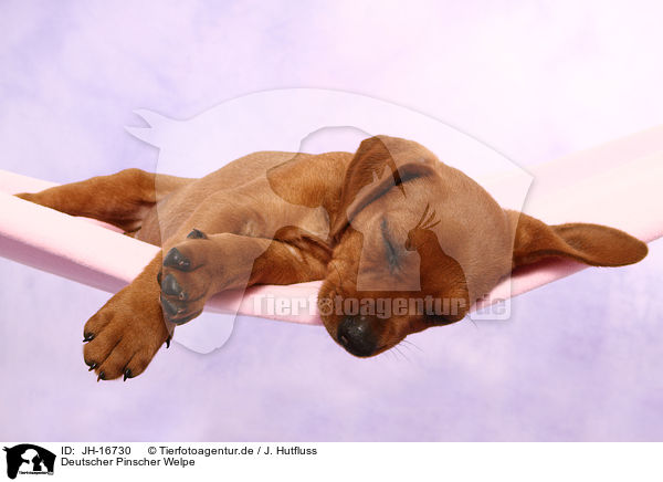 Deutscher Pinscher Welpe / German Pinscher Puppy / JH-16730