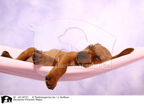 Deutscher Pinscher Welpe / JH-16731