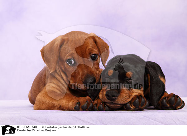 Deutsche Pinscher Welpen / German Pinscher Puppies / JH-16740