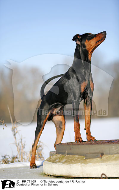 Deutscher Pinscher im Schnee / RR-77465