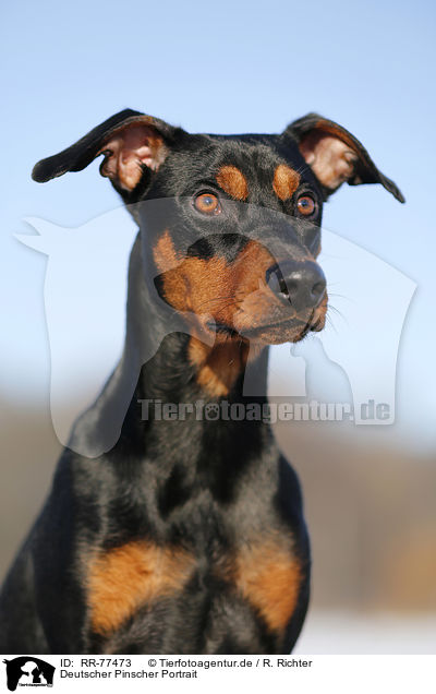 Deutscher Pinscher Portrait / RR-77473