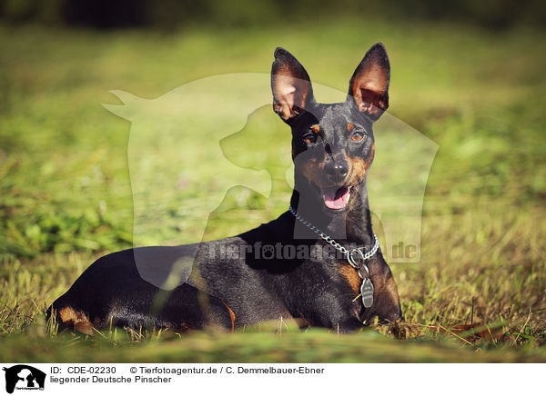 liegender Deutsche Pinscher / CDE-02230