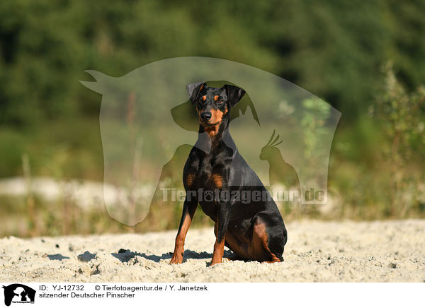 sitzender Deutscher Pinscher / YJ-12732