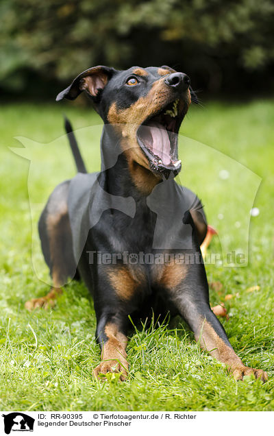 liegender Deutscher Pinscher / RR-90395