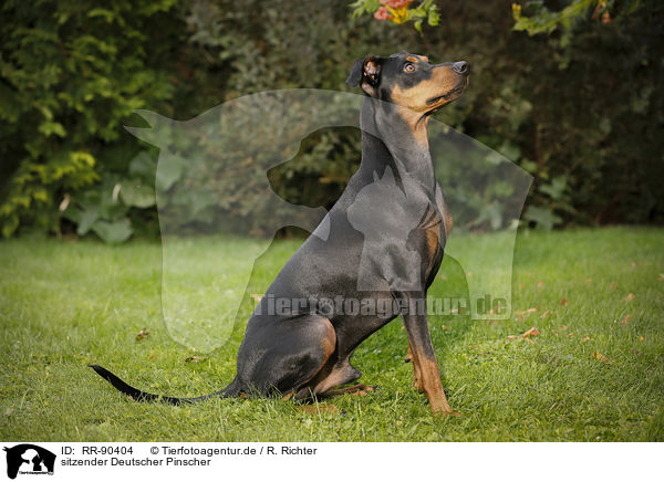 sitzender Deutscher Pinscher / RR-90404