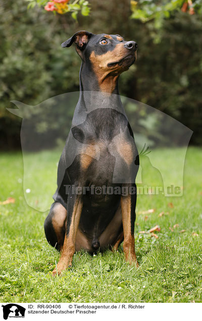 sitzender Deutscher Pinscher / RR-90406