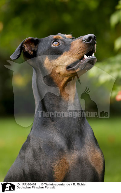 Deutscher Pinscher Portrait / RR-90407