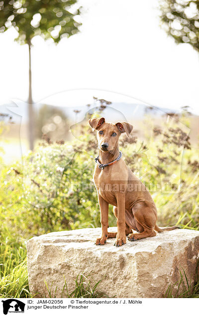 junger Deutscher Pinscher / JAM-02056