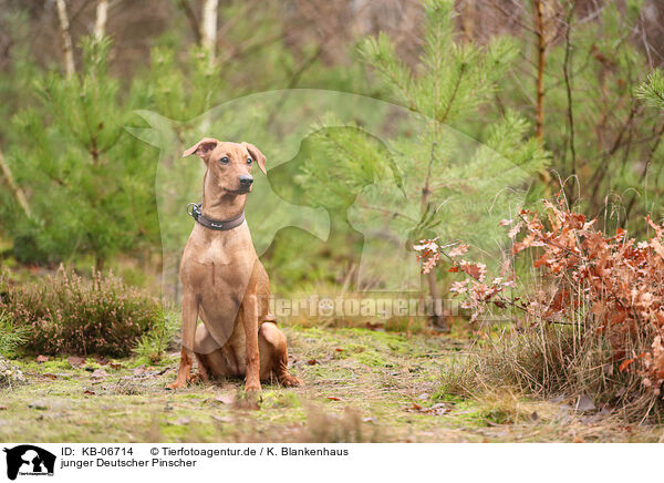 junger Deutscher Pinscher / young German Standard Pinscher / KB-06714