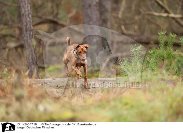 junger Deutscher Pinscher / KB-06718