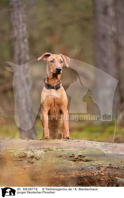 junger Deutscher Pinscher / KB-06719