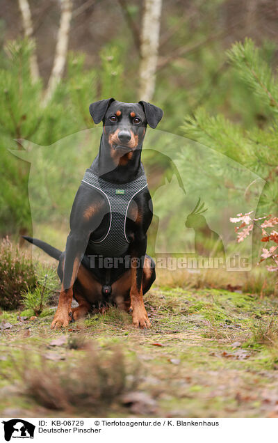 Deutscher Pinscher / KB-06729