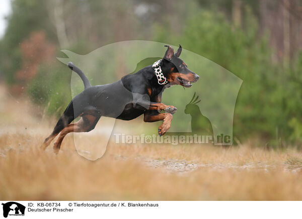 Deutscher Pinscher / KB-06734