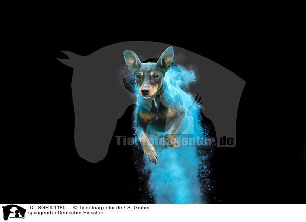 springender Deutscher Pinscher / SGR-01186