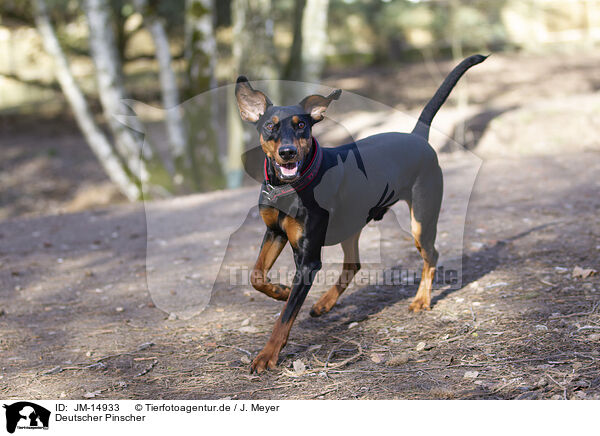 Deutscher Pinscher / JM-14933