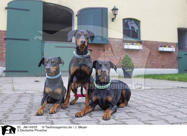 3 Deutsche Pinscher / 3 German Pinscher / JM-14935