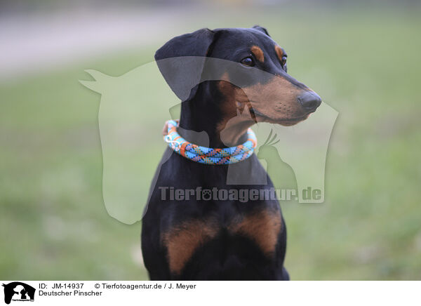 Deutscher Pinscher / JM-14937