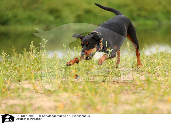 Deutscher Pinscher / KB-10990